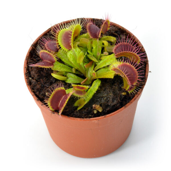 Dionaea muscipula Aspera x B52