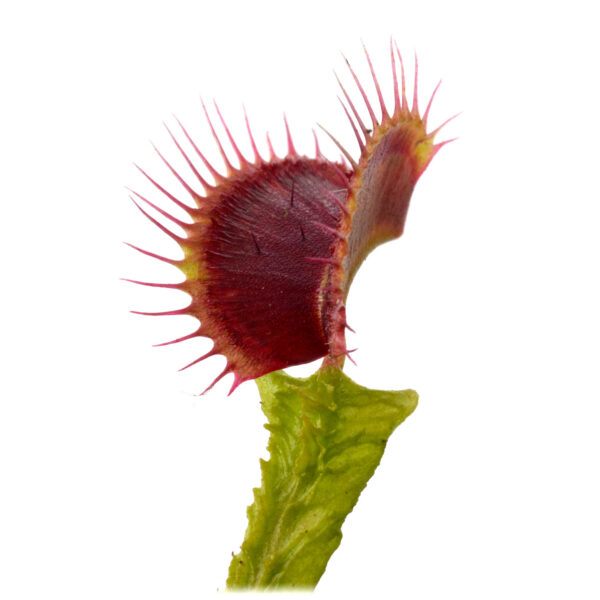 Dionaea muscipula Aspera x B52