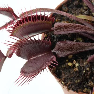 Dionaea muscipula "Asura"