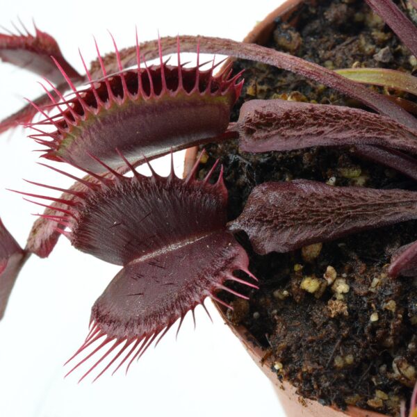 Dionaea muscipula "Ashura"