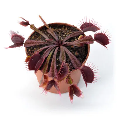 Dionaea muscipula "Asura"