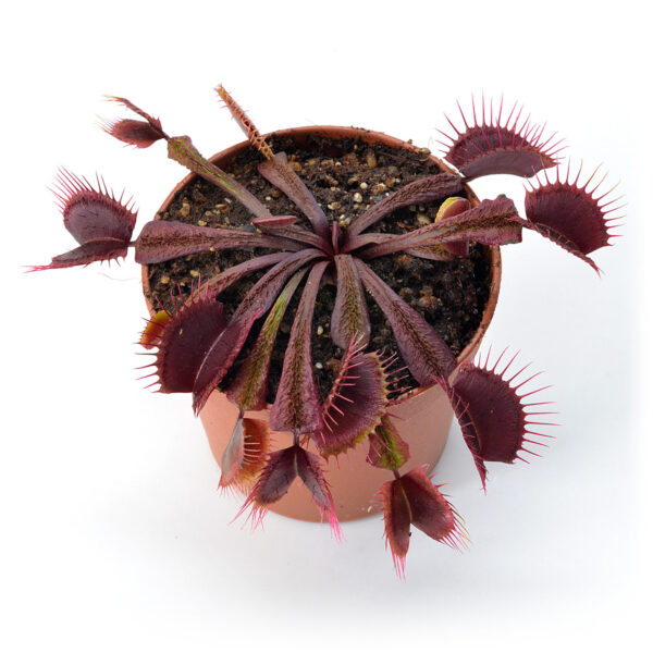 Dionaea muscipula "Ashura"