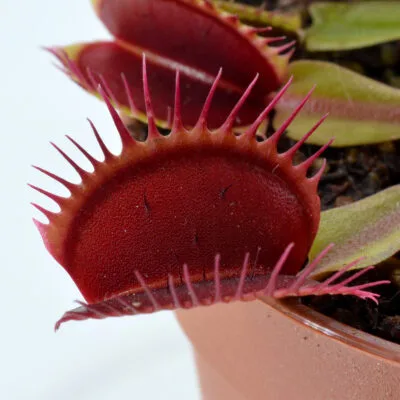Dionaea muscipula "Australian Red Rosette"