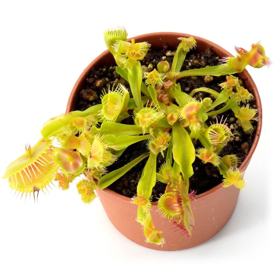 Dionaea muscipula "Autokrator"
