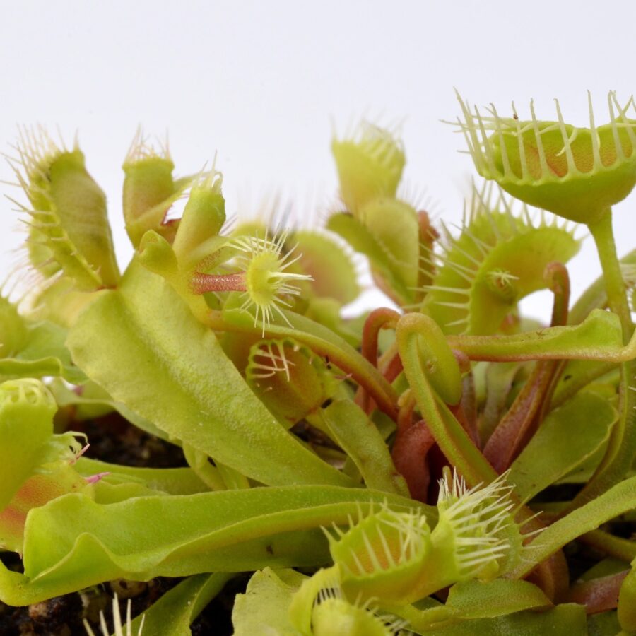 Dionaea muscipula Autokrator