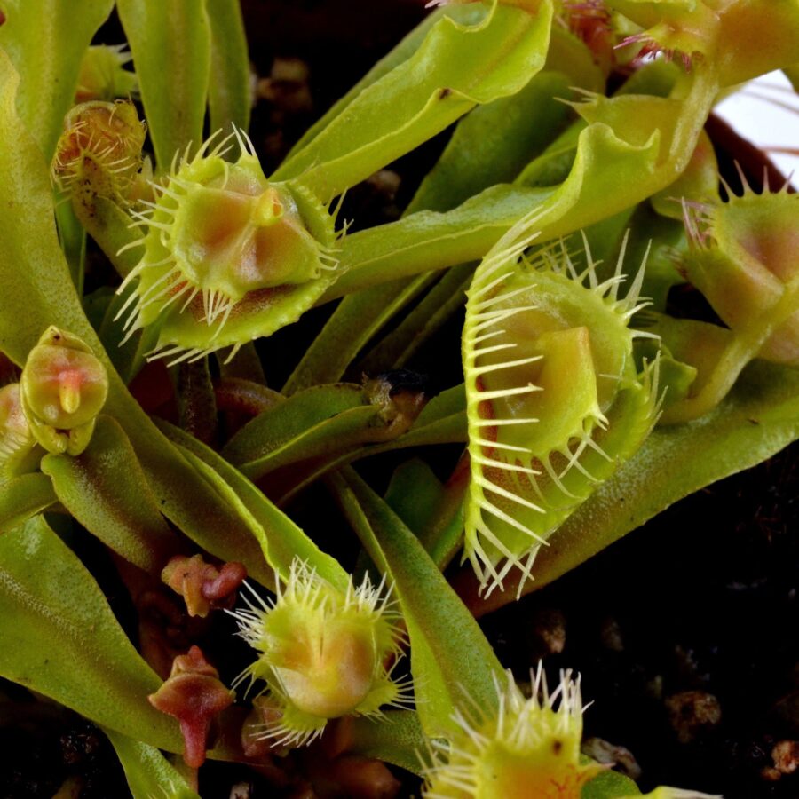 Dionaea muscipula "Autokrator"