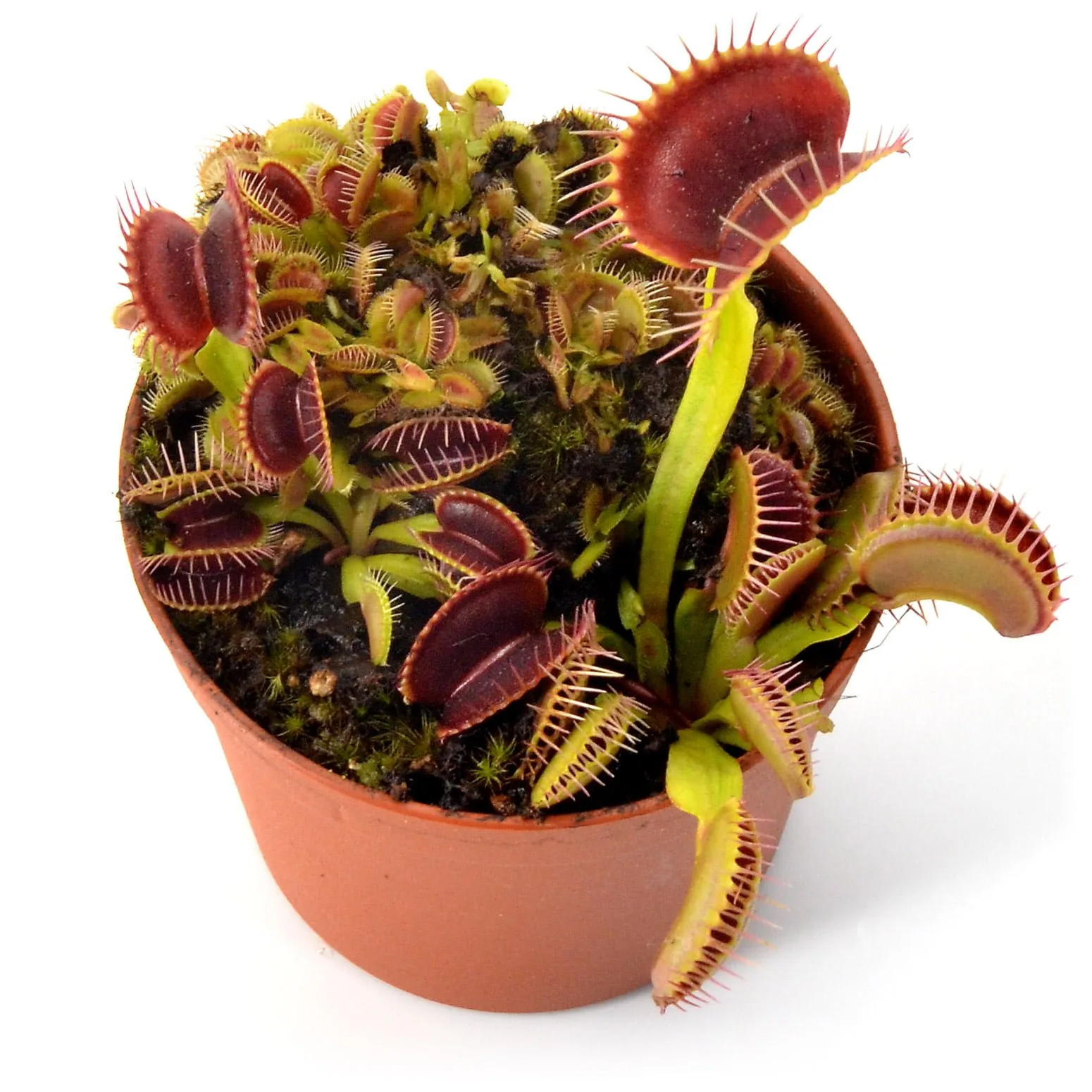 Dionaea-muscipula BCP Red Bull