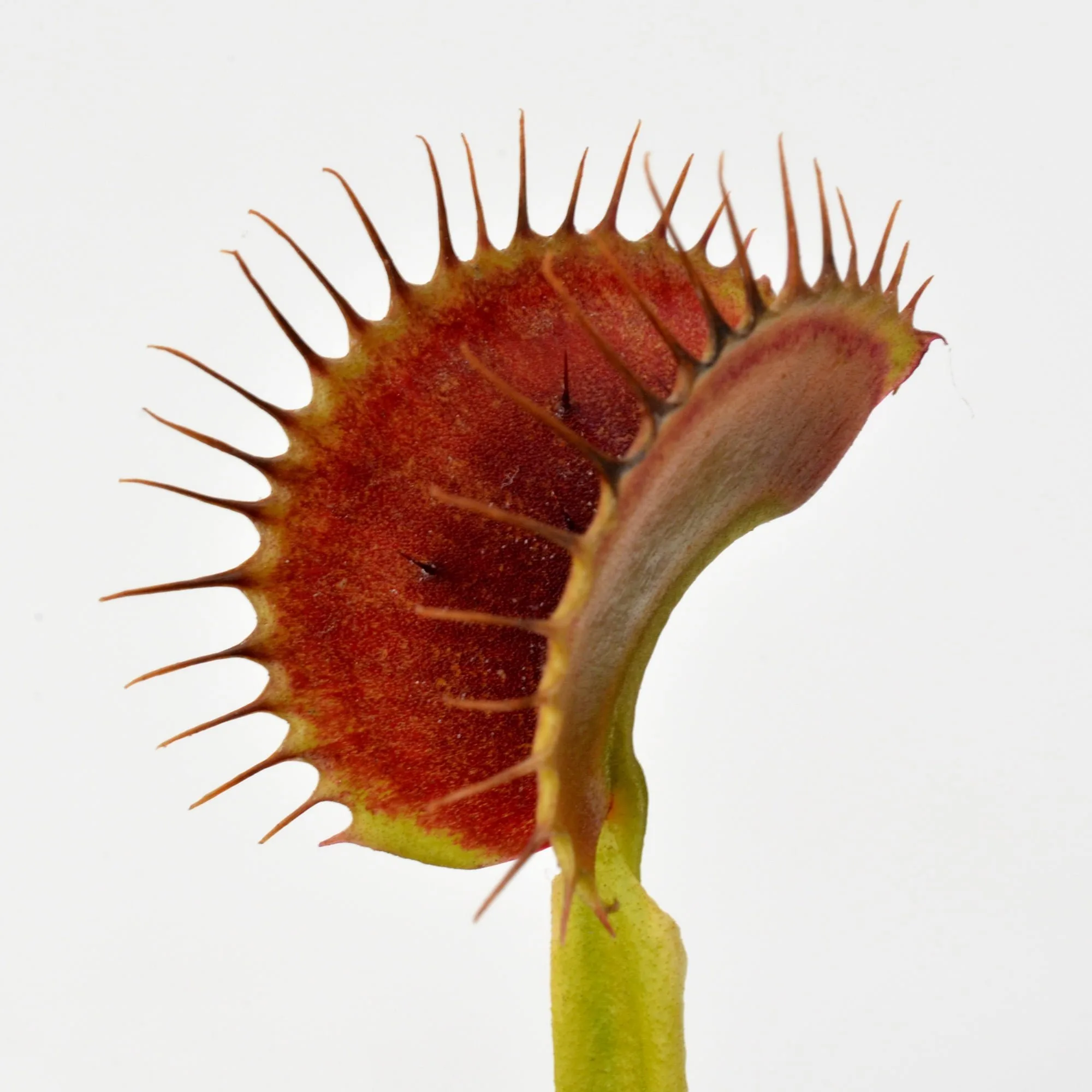 Dionaea muscipula “BCP Red Bull”