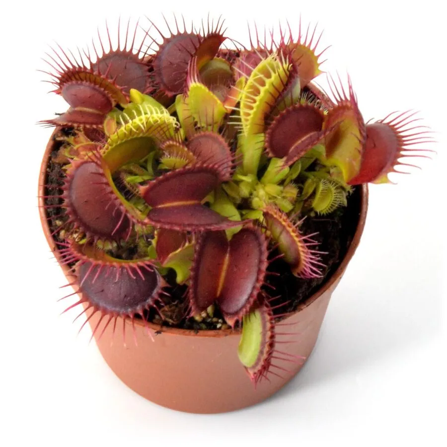 Dionaea muscipula B52