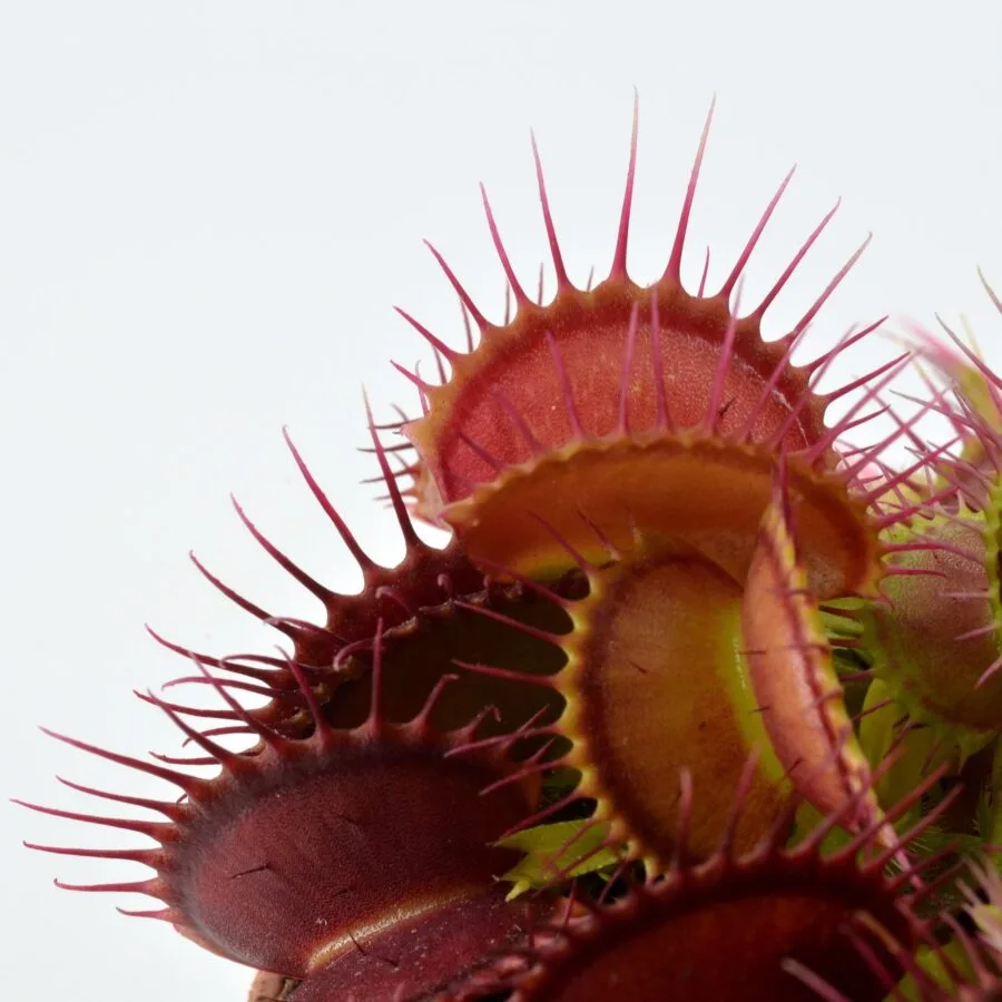 Dionaea muscipula B52