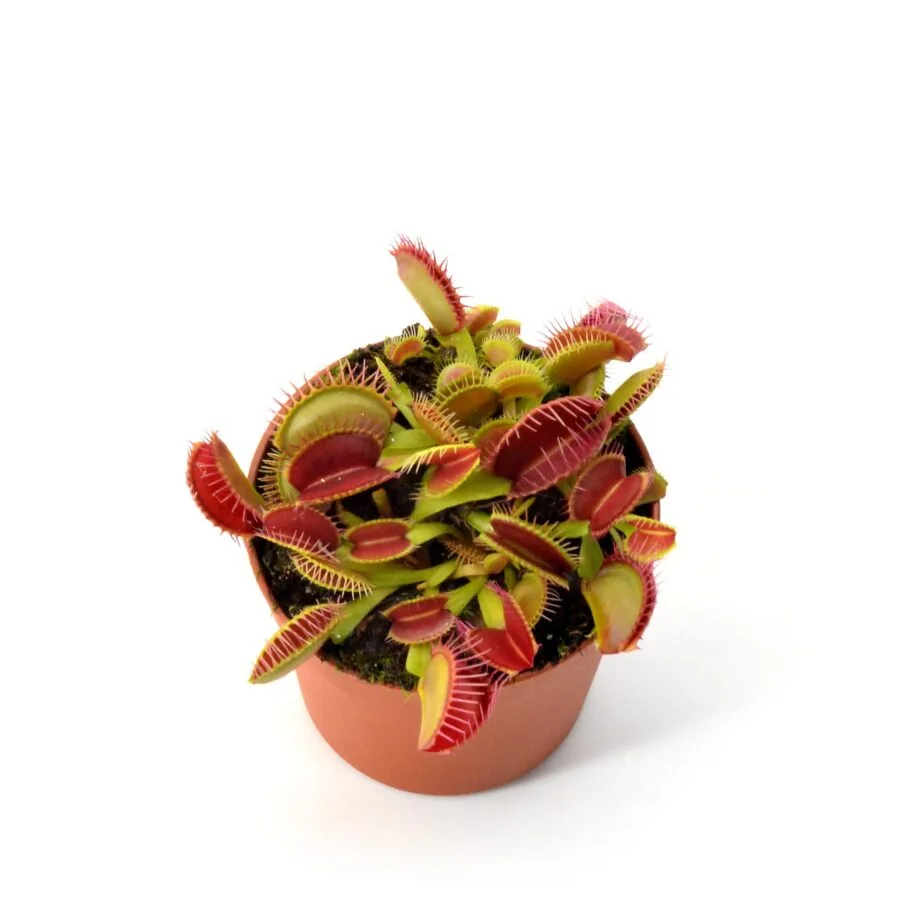Dionaea muscipula Bad Luck