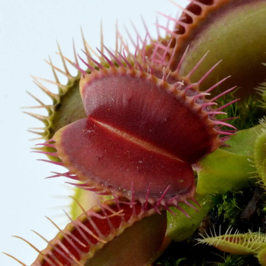 Dionaea muscipula Bad Luck