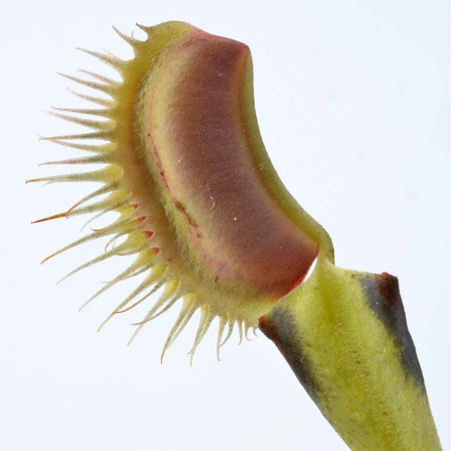 Dionaea muscipula "Barbed Wire"