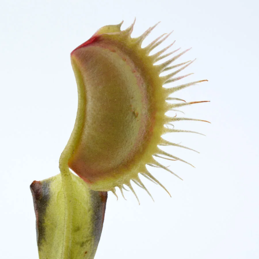 Dionaea muscipula "Barbed Wire"