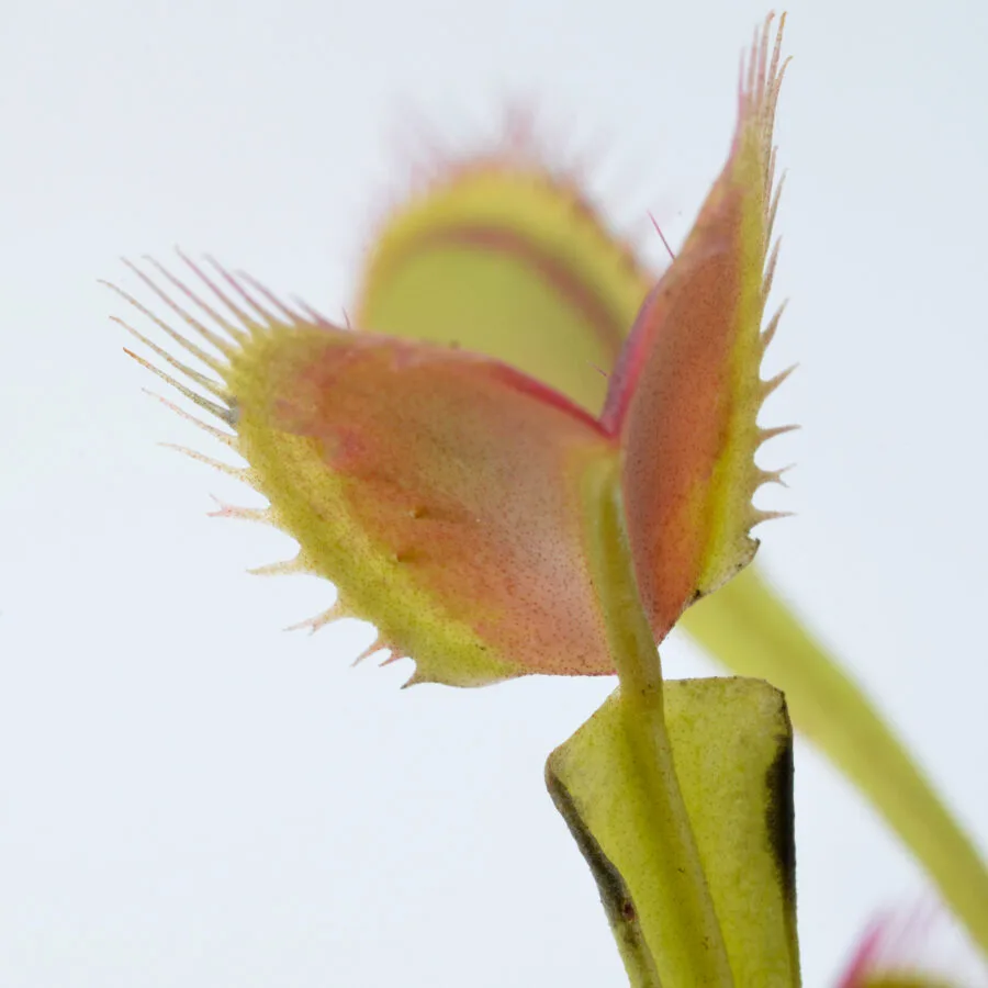 Dionaea muscipula "Barbed Wire"