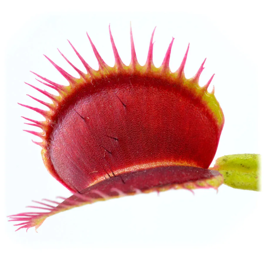 Dionaea muscipula "Barbed Wire"