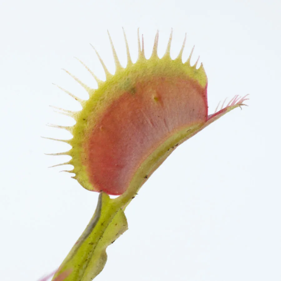 Dionaea muscipula "Barbed Wire"