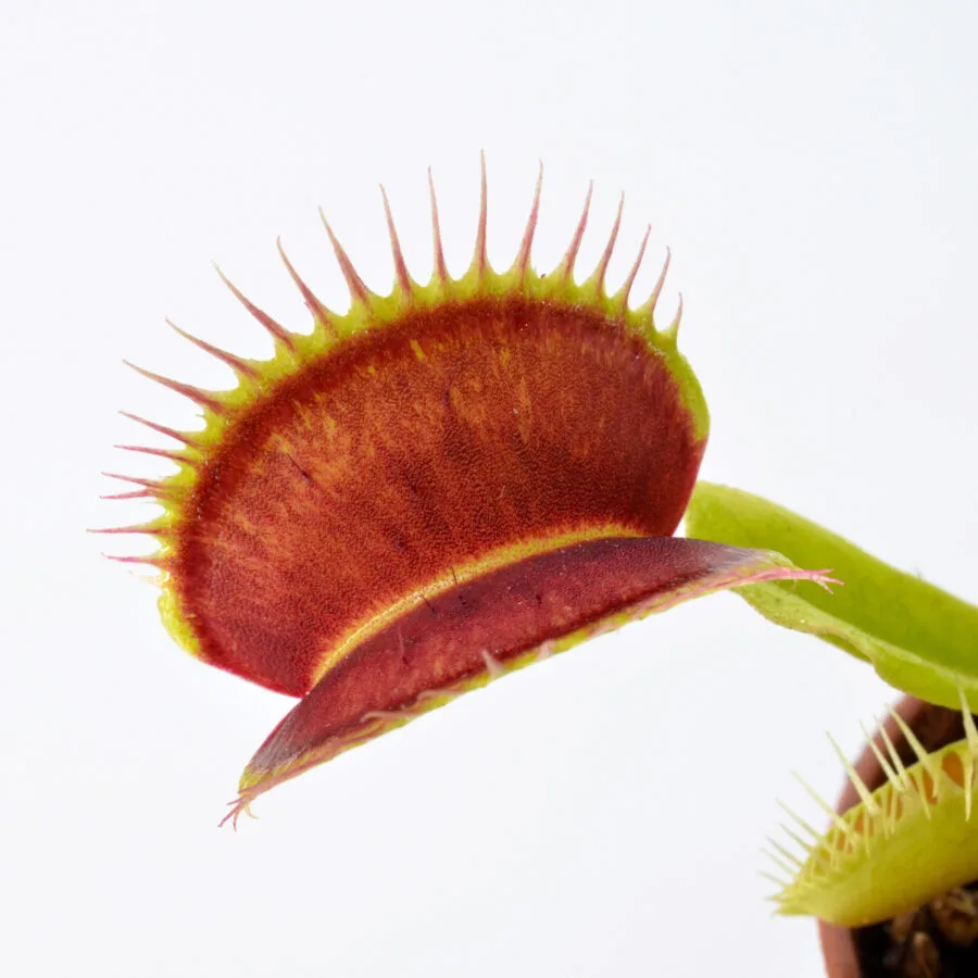 Dionaea muscipula "Barbed Wire"