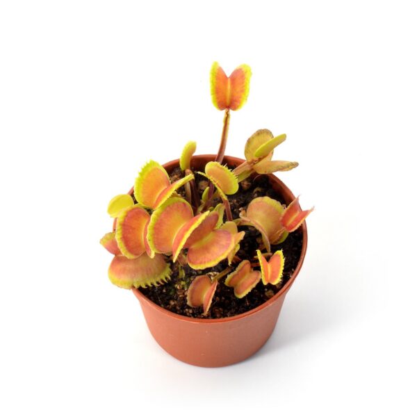 Dionaea muscipula "BAS #3"