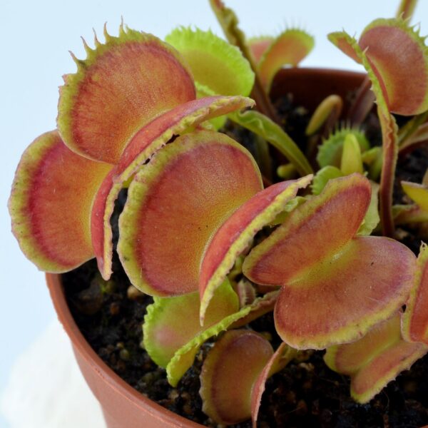Dionaea muscipula Basmati #3