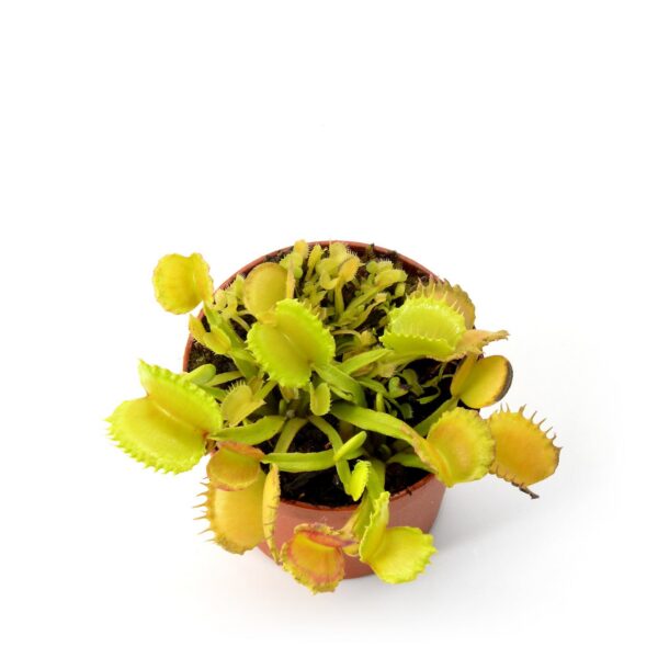Dionaea muscipula "BAS #7"