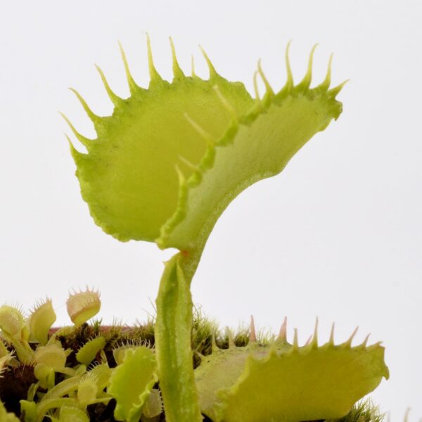 Dionaea muscipula Basmati #7
