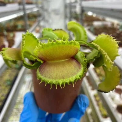Dionaea muscipula "Loch Ness"