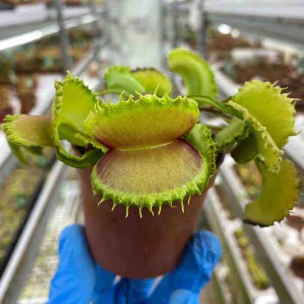 Dionaea muscipula "Loch Ness"