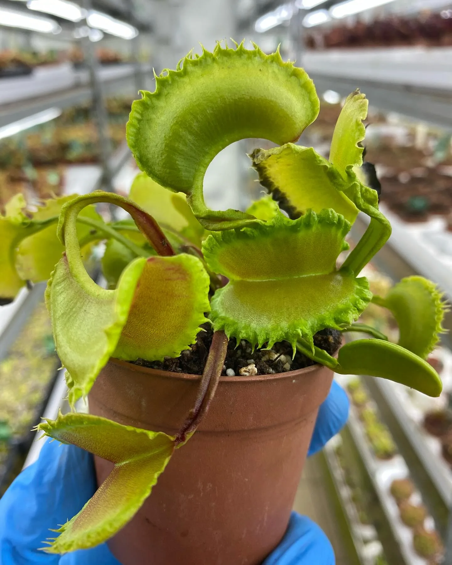 Dionaea muscipula "Loch Ness"