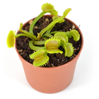 Dionaea muscipula "Loch Ness"