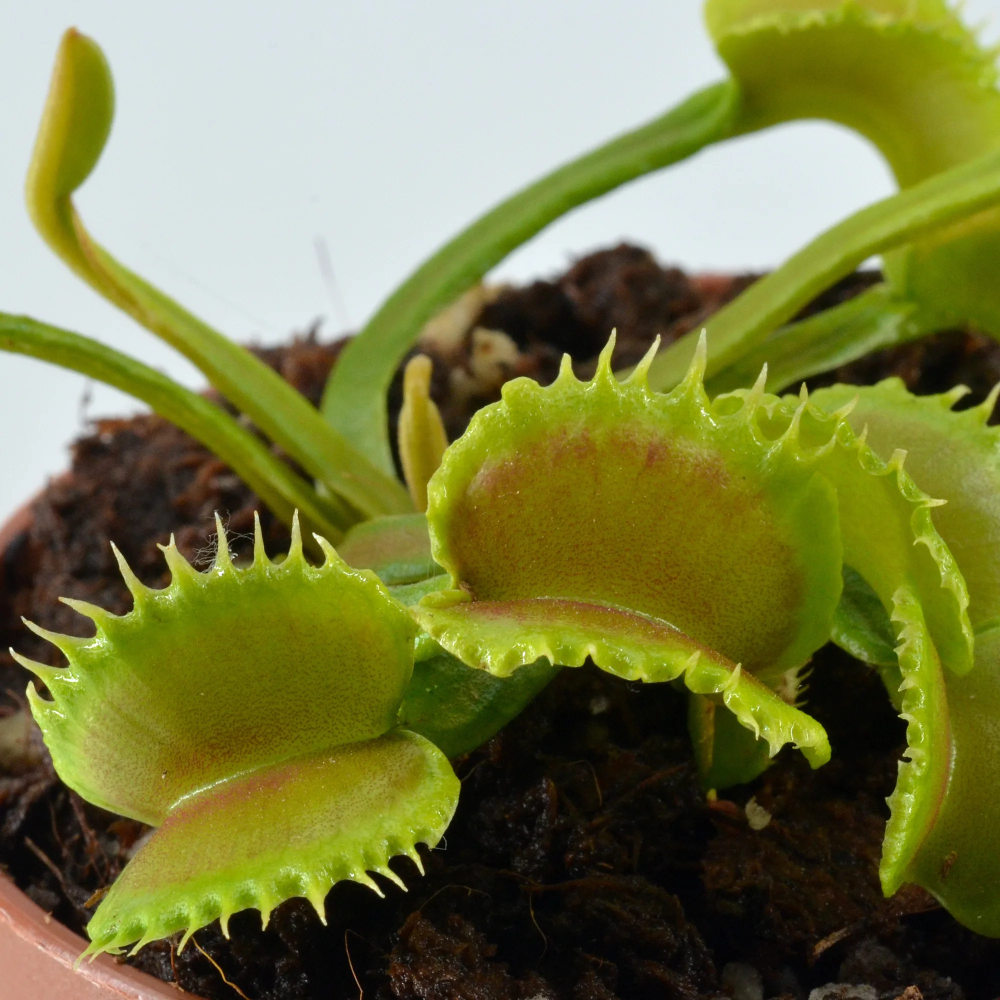 Dionaea muscipula "Loch Ness"
