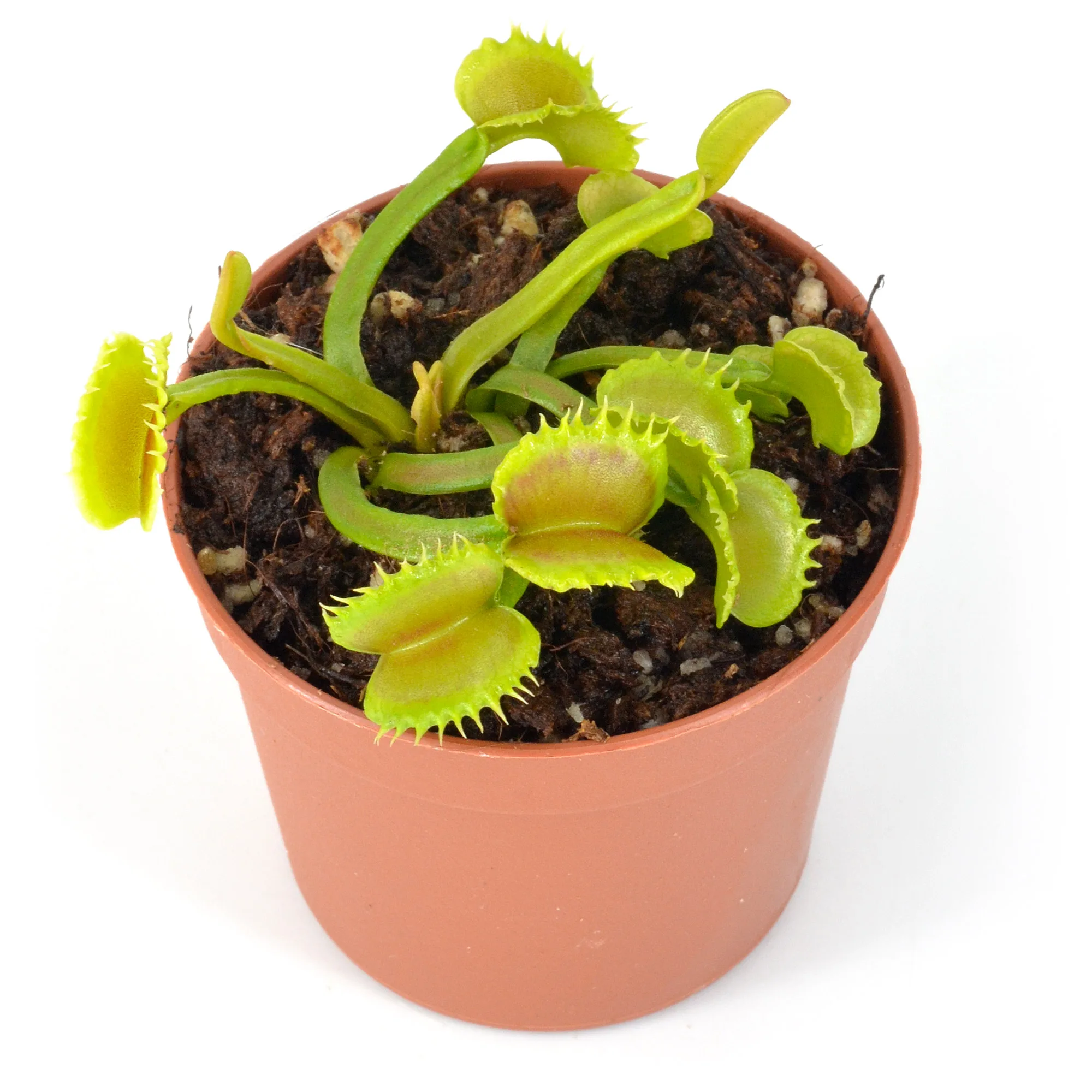 Dionaea muscipula "Loch Ness"