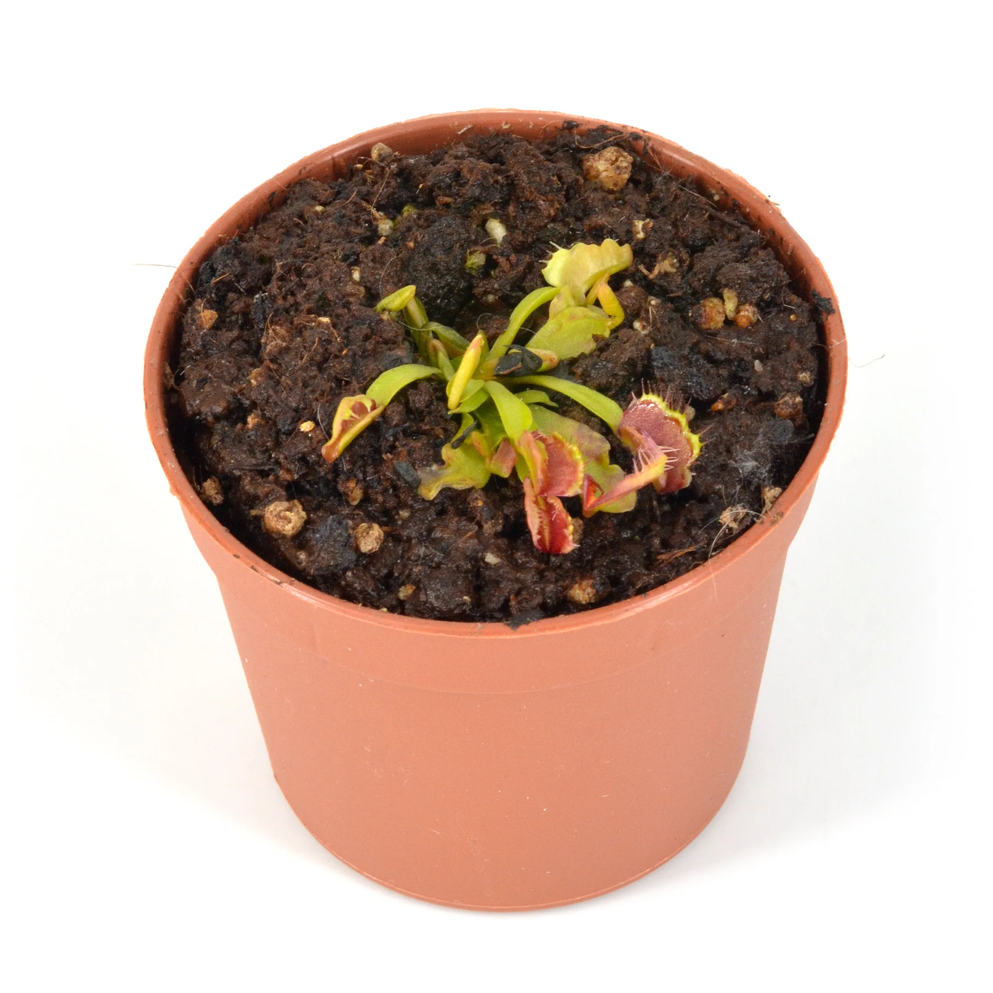 Dionaea-muscipula-'Bec-de-Lièvre'-DSC_0563