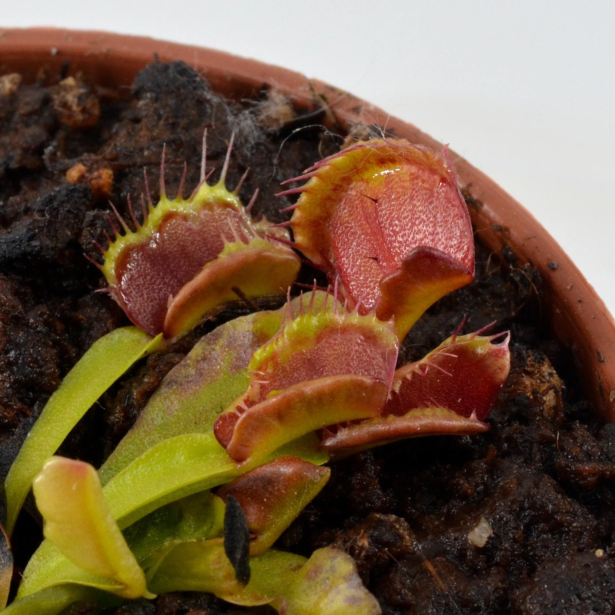 Dionaea-muscipula-'Bec-de-Lièvre'-DSC_0682