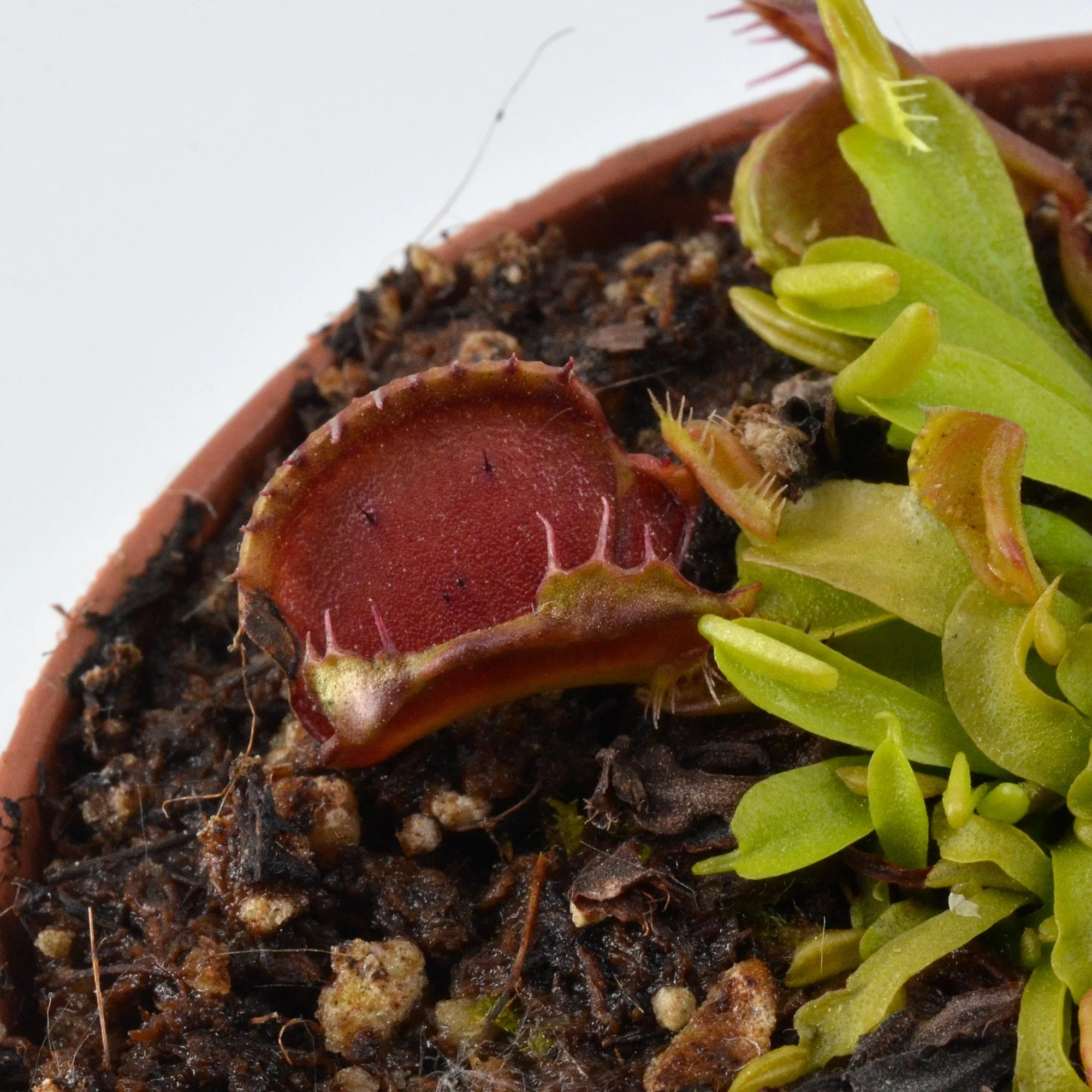 Dionaea-muscipula-'Bec-de-Lièvre'-DSC_0686