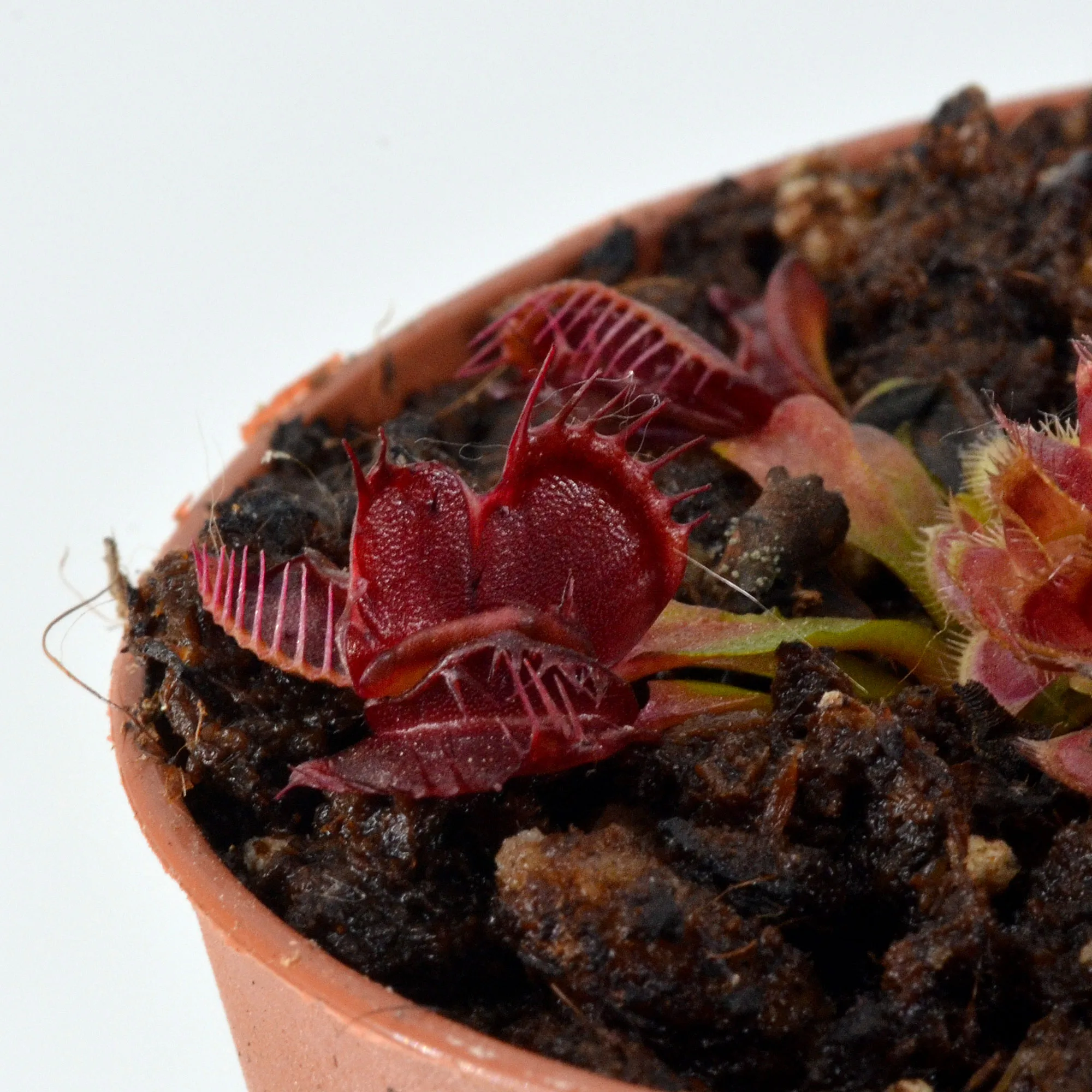 Dionaea-muscipula-'Bec-de-Lièvre'-DSC_0688