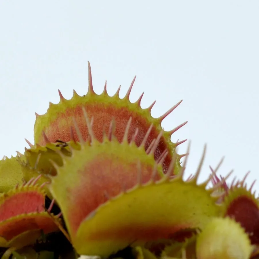 Dionaea muscipula Belzebub