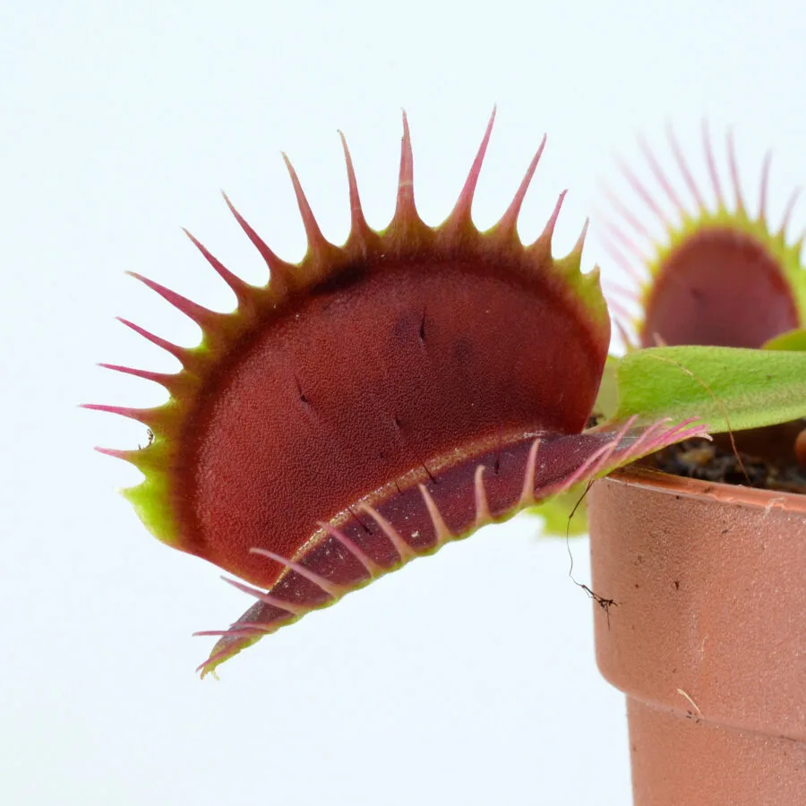 Dionaea muscipula "Big Behemoth"