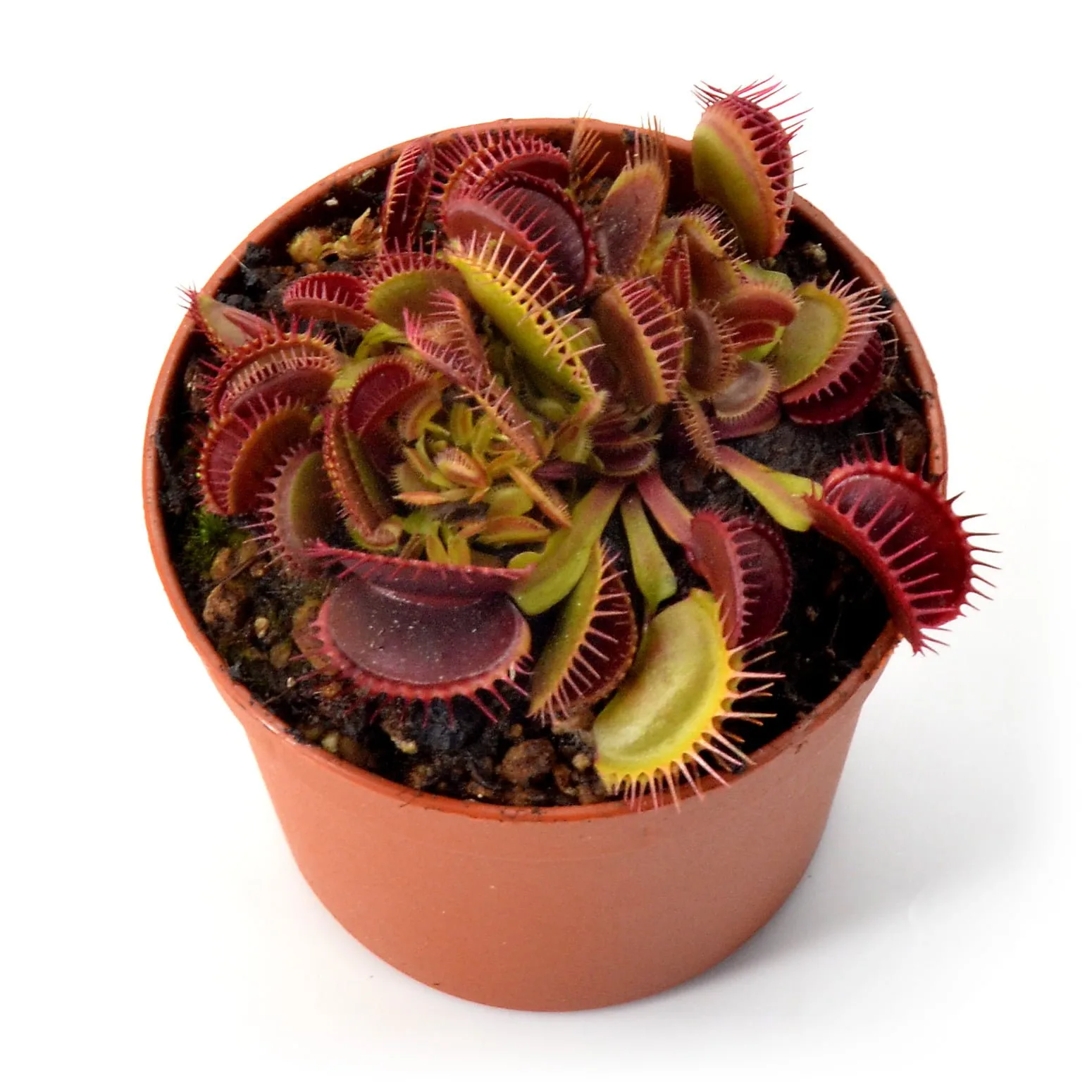 Dionaea muscipula Big Teeth Red Giant