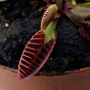 Dionaea muscipula Big Teeth Red Giant