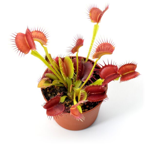 Dionaea muscipula Black-Pearl