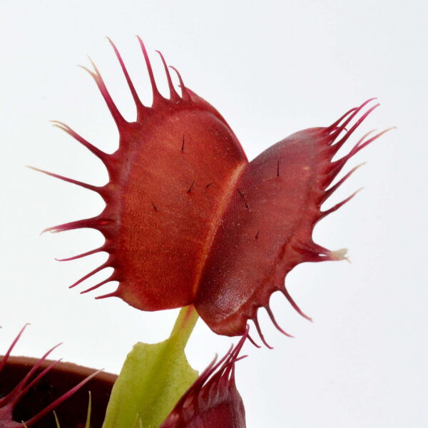 Dionaea muscipula Black Pearl