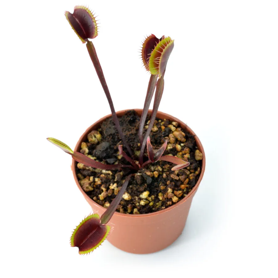 Dionaea muscipula "Black Venom"