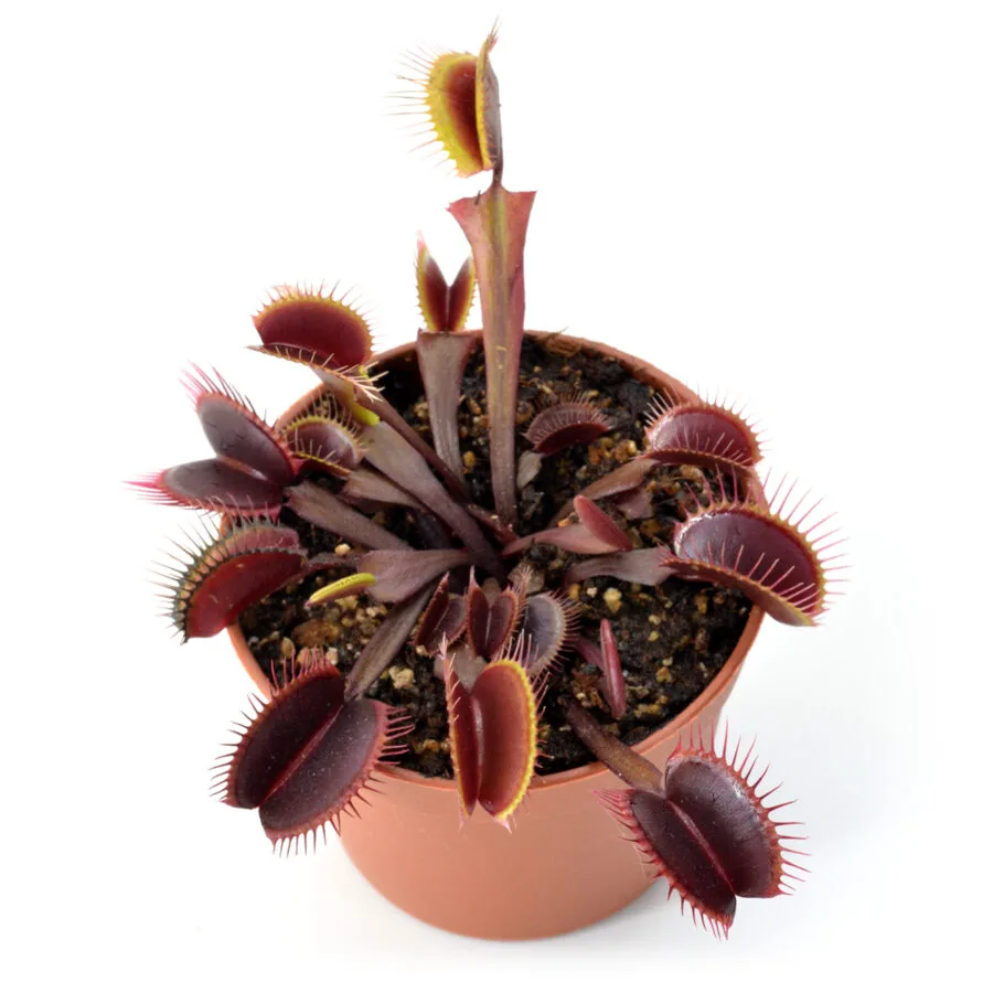 Dionaea muscipula "Black Venom"