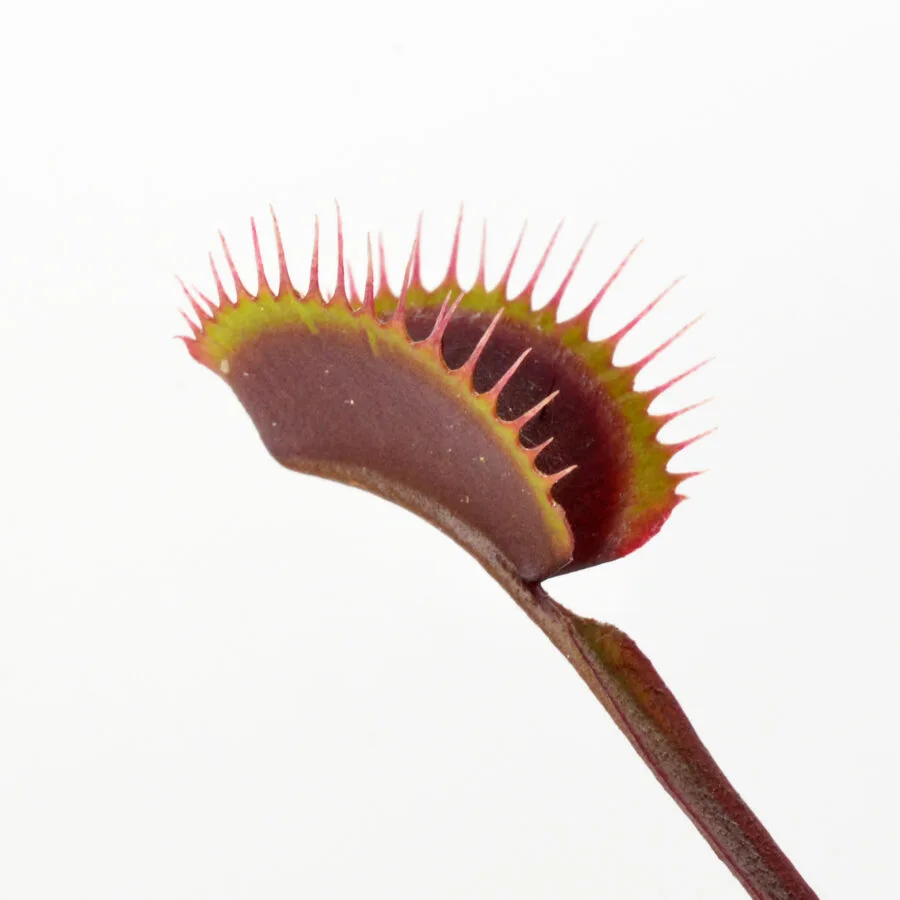 Dionaea muscipula "Black Venom"