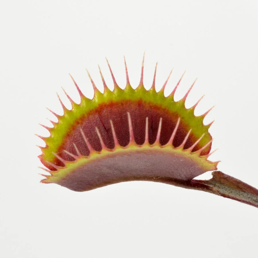 Dionaea muscipula "Black Venom"