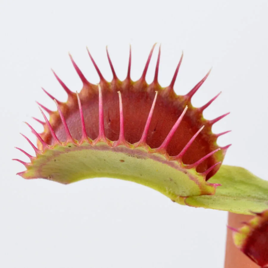 Dionaea muscipula "Bleeding Gums"