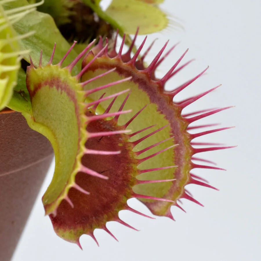 Dionaea muscipula "Bleeding Gums"