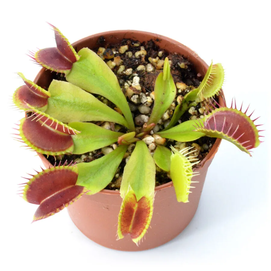 Dionaea muscipula "Bleeding Gums"