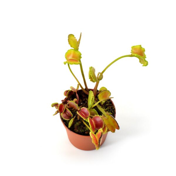 Dionaea-muscipula Bobbit Worm